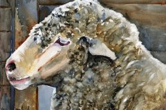 Hey-Ewe-web